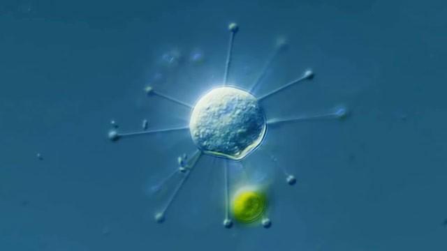 Suctorians: The Ugly Duckling of Ciliates