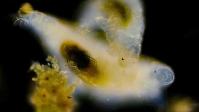 We Filmed Tardigrade Sex!