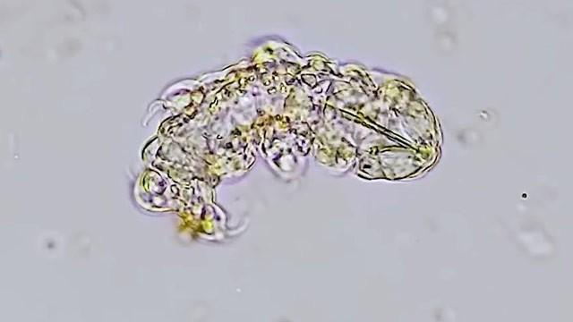 The Highs and Lows of Tardigrade Pregnancy
