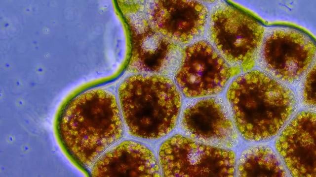 How to Identify Microbes