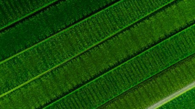 How Cyanobacteria Took Over The World