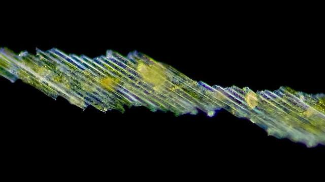 Bacillaria: Distractingly Beautiful Crystal Colonies
