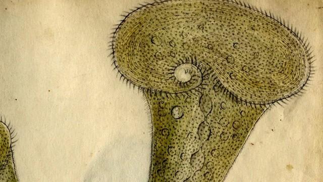 The Microcosmos of the 1800s - The Story of Christian Gottfried Ehrenberg