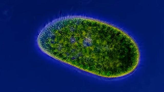 Paramecium: The White Rat of Ciliates
