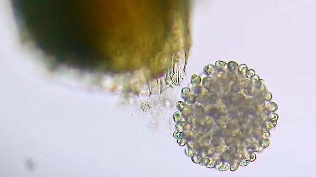 We Recorded Some Strange Goop. What Is It?