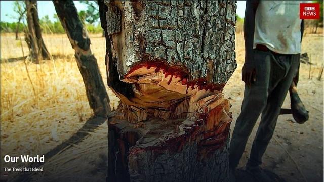 The Trees that Bleed