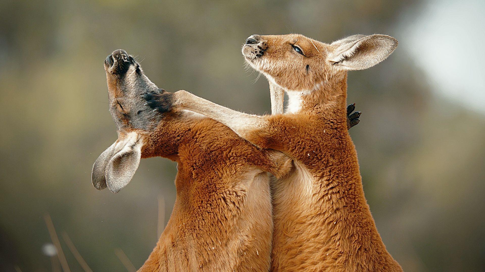 Wild Animal Babies