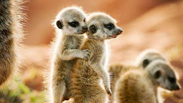 Brothers & Sisters
