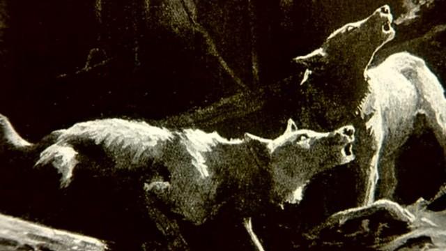 Never Cry Wolf