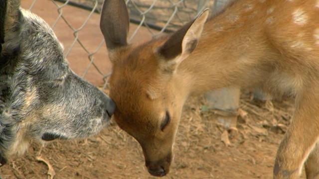 Deer Friends