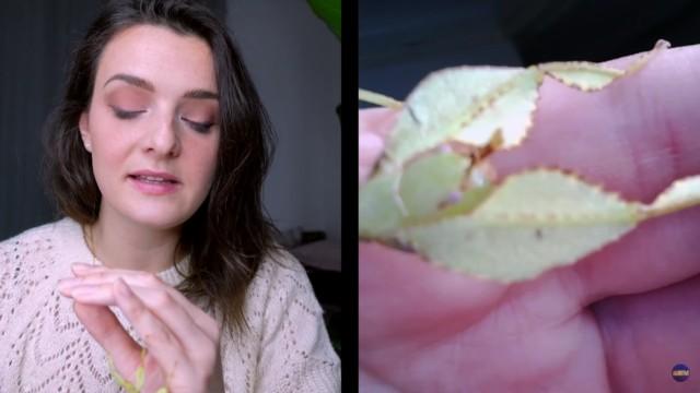 J'observe mes PHASMES à l'endoscope !