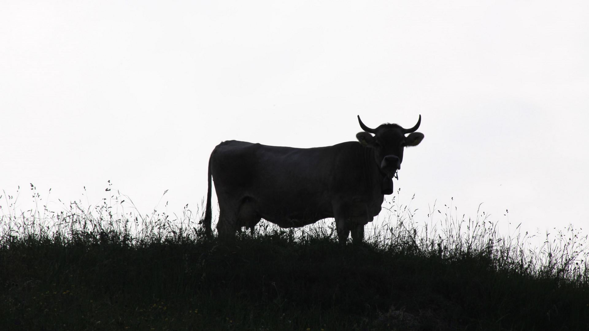 NETZ NATUR