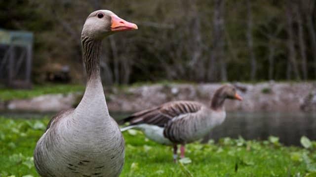 Gans im Glück?