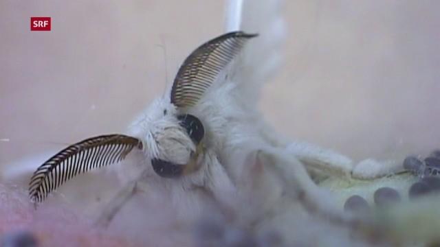 Wie ein Schmetterling die Welt veränderte