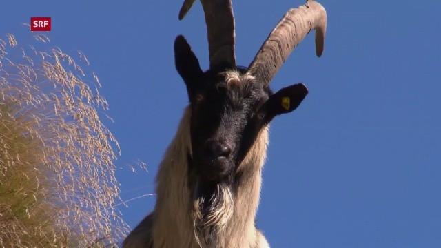 Ziegen (2): Dem Teufel vom Karren gesprungen