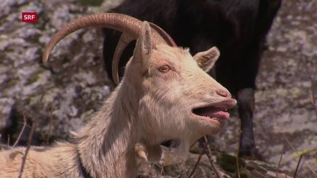 Ziegen (1): Die Geschichte des Meckerns