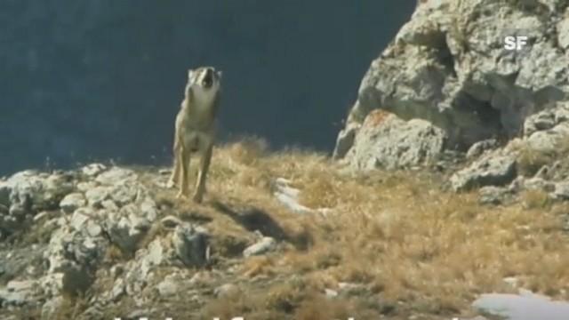 Wolfsgeheul