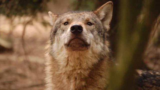 Wolf und Bär: Risse im Land