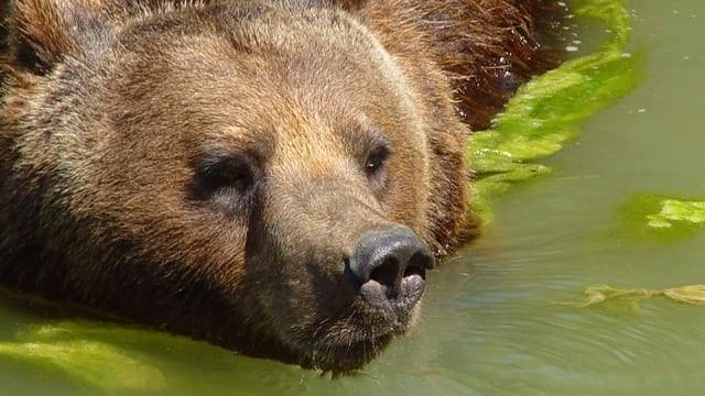 Die bösen Tiere