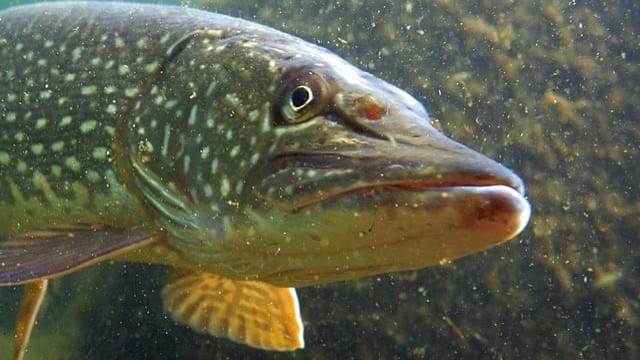 Fische (2): Stimme für die Fische