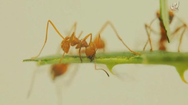 Ants' Kingdom - مملكة النمل