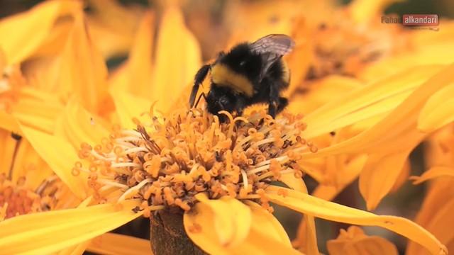 The wonders of bees (1) - عجائب النحل (۱)