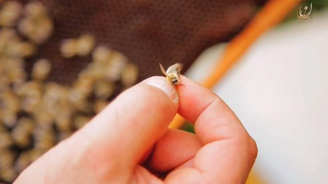 The wonders of bees (2) - عجائب النحل (۲)