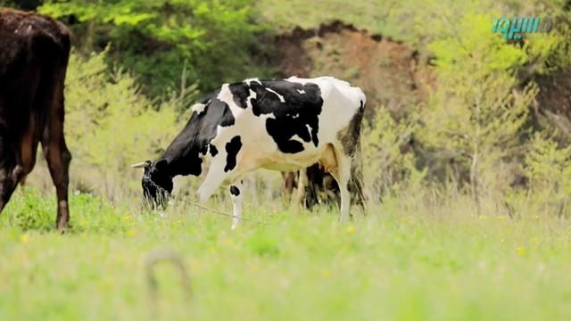 Palatable Milk - لبن سائغ