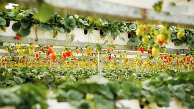 Agriculture - الزراعة