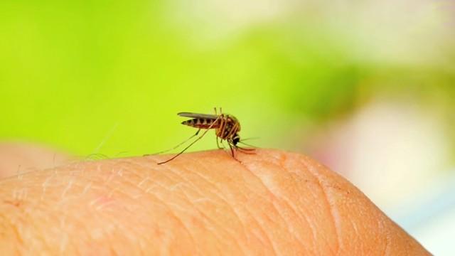 World of Mosquitoes - عالم البعوض