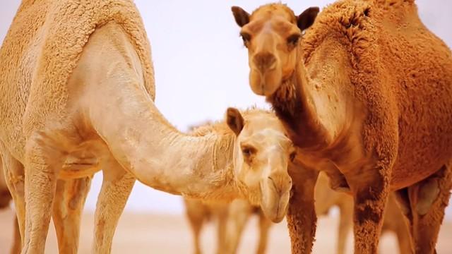 Ship of the Desert - أفلا ينظرون إلى الابل