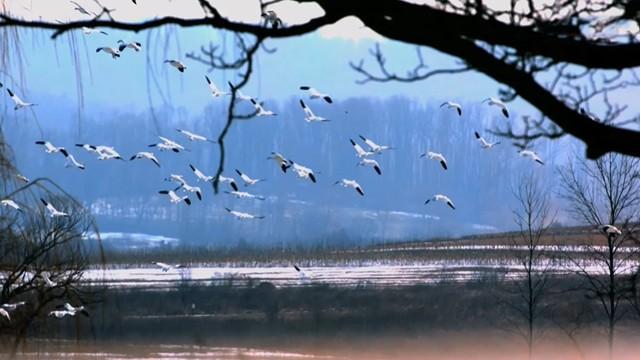 Birds and Planes - طير وطائرات