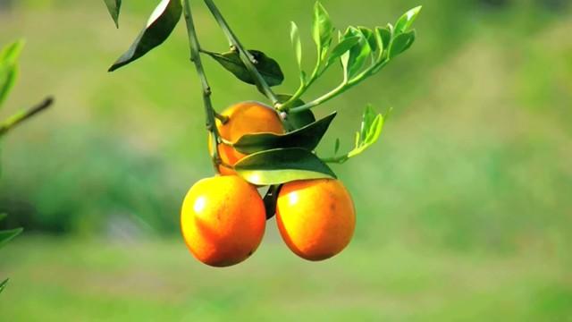 Plants and Fruits - ثمار وفواكة