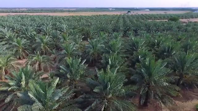 Palm Trees and Dates - النخل والتمر
