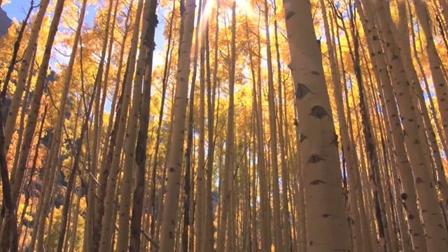 Wood and Agarwood - الخشب والعود