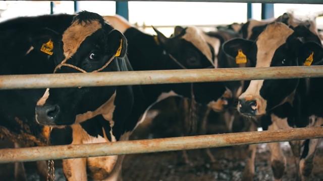 Do We Eat Stunned Meat? - هل نأكل لحم مصعوق؟