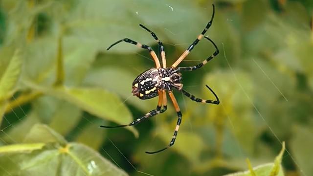 What is the secret behind the spider's Home? - ما هو سر بيت العنكبوت؟