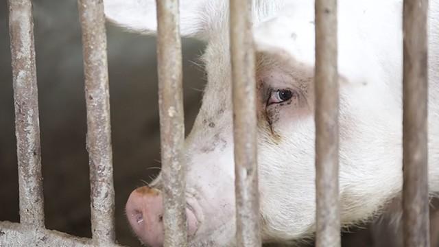 450 Disease Caused by Pork - ٤٥٠ مرض من الخنزير