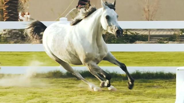 The Beauty and Strength of Horses - جمال الخيل وقوته