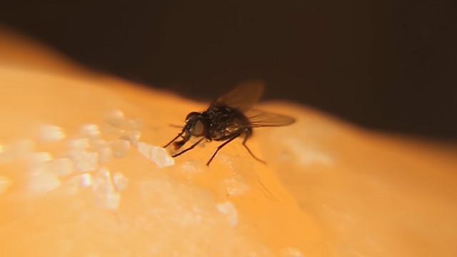 A Treatment From Flies - علاج من الذباب