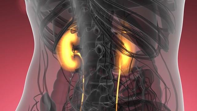 Kidney and Bladder Secrets - أسرار الكلى