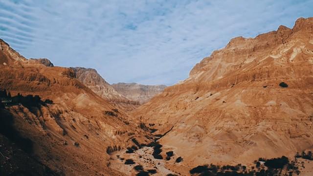 Forests in the Arab Lands - غابات في جزيرة العرب