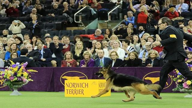 The 141st Annual Westminster Kennel Club Dog Show: Best in Show