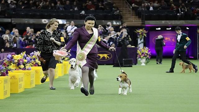 The 141st Annual Westminster Kennel Club Dog Show: Night 1