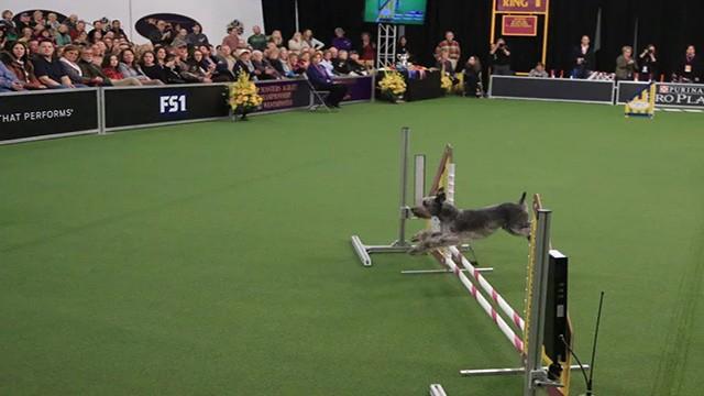 4th Annual Masters Agility Championship at Westminster