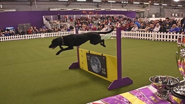 5th Annual Masters Agility Championship at Westminster