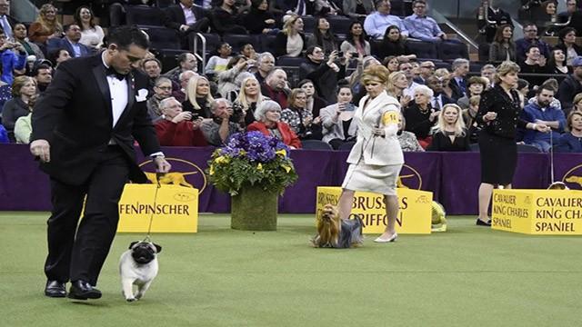 The 142nd Annual Westminster Kennel Club Dog Show: Group Competitions