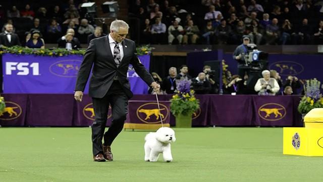 The 142nd Annual Westminster Kennel Club Dog Show: Group Competitions & Best In Show	