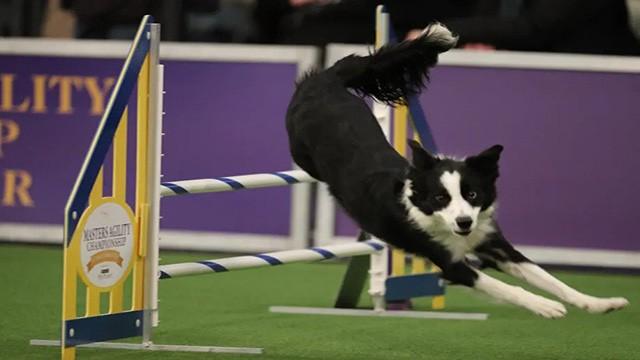 6th Annual Masters Agility Championship at Westminster