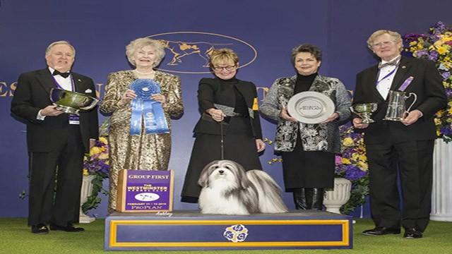 The 143rd Annual Westminster Kennel Club Dog Show: Group Competitions